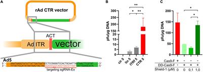 Rescue of Recombinant Adenoviruses by CRISPR/Cas-Mediated in vivo Terminal Resolution